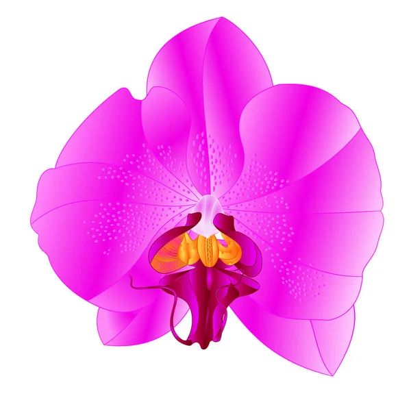 Orchid Phalaenopsis Lila Colours Natural Flower Twenty Two White Background — Stock Vector