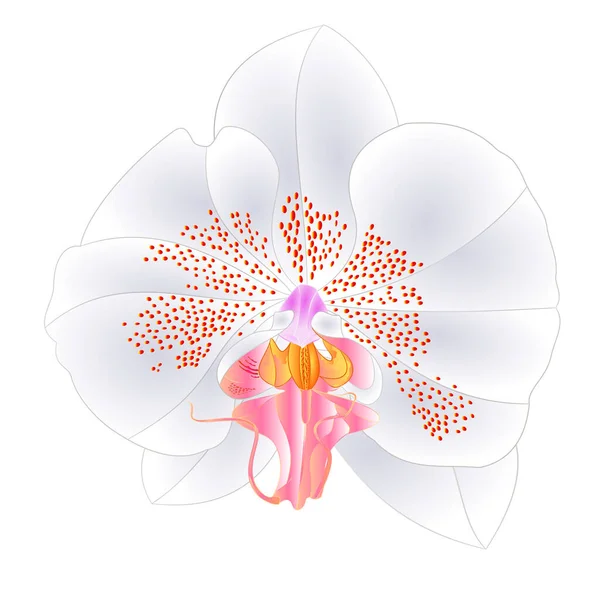 Orchidée Phalaenopsis Blanc Couleurs Fleur Naturelle Vingt Deux Sur Fond — Image vectorielle