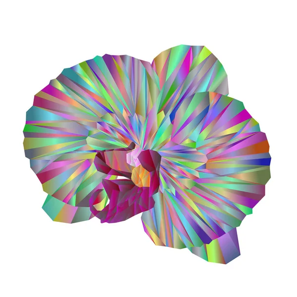 Разноцветные Орхидеи Красивые Цветочные Многоугольники Изолированные Векторные Абстрактные Иллюстрации — стоковый вектор