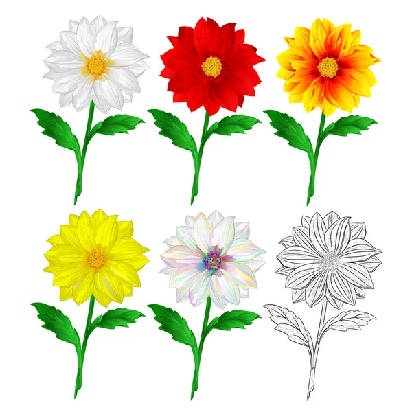 Dahlia Fehér Piros Narancs Sárga Körvonal Nyári Virágok Szárak Különböző — Stock Vector