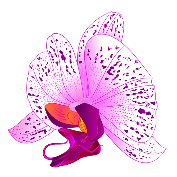 Orchid Phalaenopsis White Lila Colours Natural Flower Twenty White Background — Image vectorielle