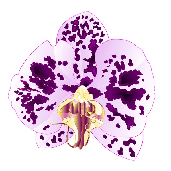 Орхидея Phalaenopsis Заметил Лила Цвета Натуральный Цветок Двадцать Два Белом — стоковый вектор