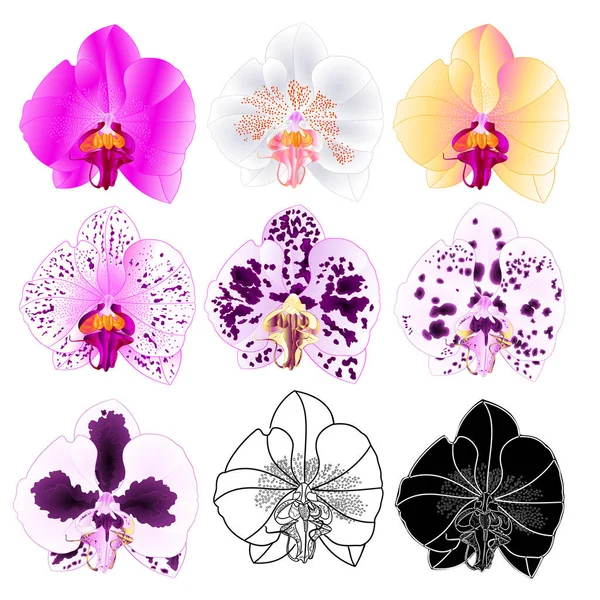 Orchidea Phalaenopsis Vari Colori Naturale Contorno Silhouette Fiore Tredici Sfondo — Vettoriale Stock