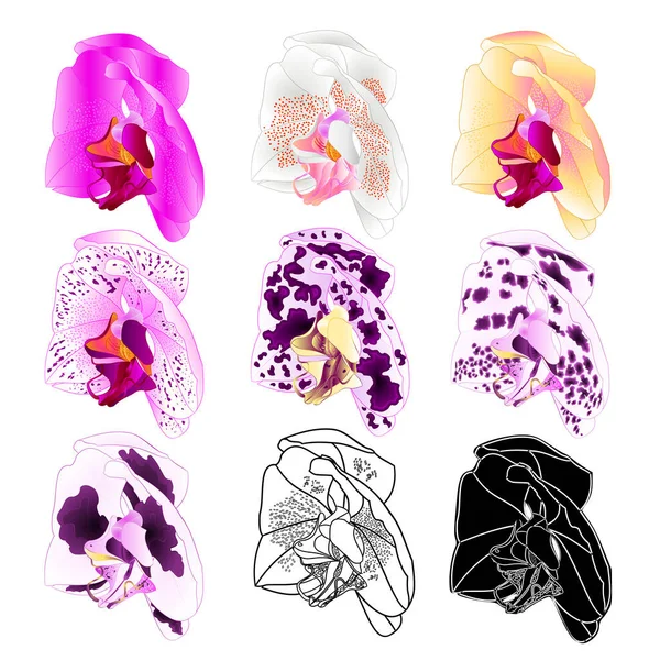 兰花伞形的各种自然色彩 花朵8在白色的背景 复古矢量上可编辑的插图手绘 — 图库矢量图片