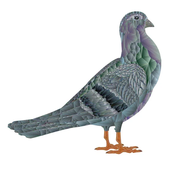 Carrier Pigeon Three Domestic Breeds Sports Bird Polygons Outline Vector — ストックベクタ