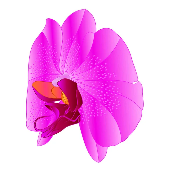 Orchid Phalaenopsis Lila Flower Lila Colours Natural Flower Fourteen White — Stockový vektor