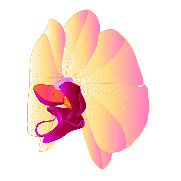 Орхидея Phalaenopsis Цветок Желтого Цвета Натуральный Цветок Четырнадцать Белом Фоне — стоковый вектор