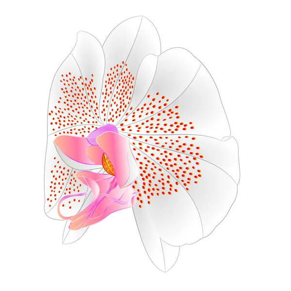 Orchid Phalaenopsis Flower White Colours Natural Flower Fourteen White Background — Image vectorielle