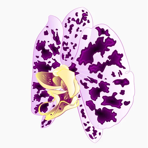 Orchidée Phalaenopsis Fleur Tachetée Orchidée Pourpre Blanc Fleur Naturelle Quatorze — Image vectorielle