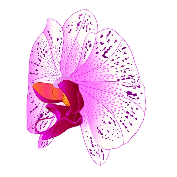 Orchidée Phalaenopsis Fleur Pourpre Blanc Couleurs Fleur Naturelle Quatorze Sur — Image vectorielle