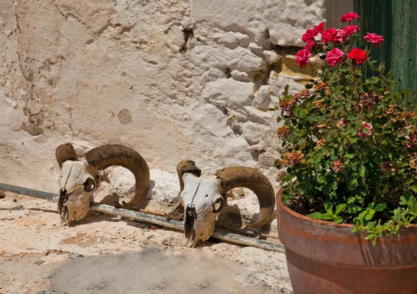 Two ram's skull near the wall of the village houses. Greece. Crete — Stock Photo, Image