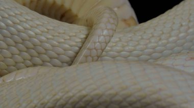 The portrait of the grass snake (Natrix natrix), sometimes called the ringed snake, is a Eurasian non-venomous colubrid snake, Selective Focus, Selective Focus on Subject, Background Blur