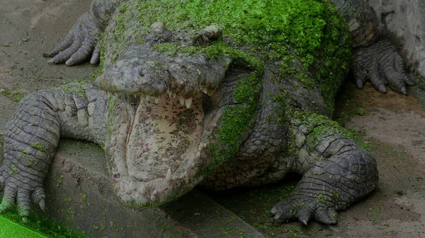 Μεγάλος Κροκόδειλος Άνοιξε Στόμα Του Δείχνοντας Τρομακτικός — Φωτογραφία Αρχείου