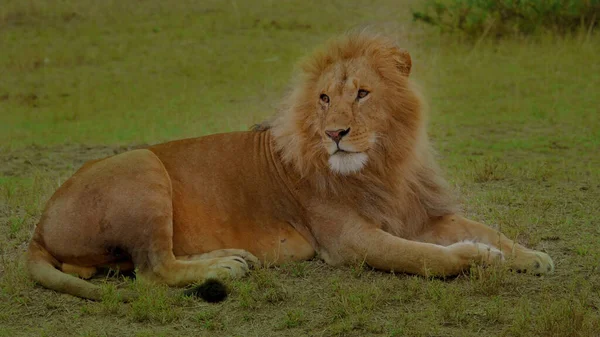 Una Imagen Enfoque Selectivo Solo León —  Fotos de Stock