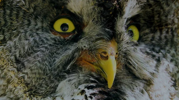Selective Focus Image Scary Horned Owl Staring Golden Eye — Zdjęcie stockowe