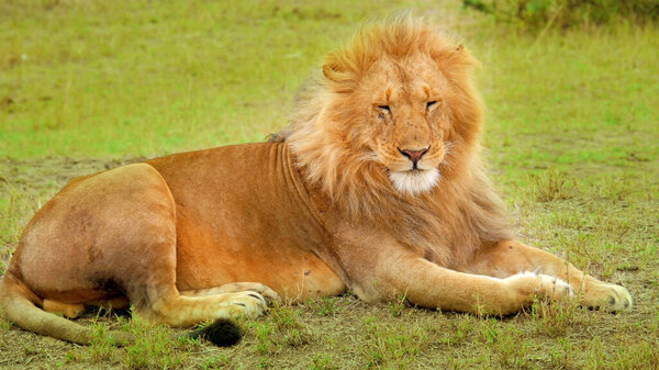 A Selective Focus image of Single Lion.