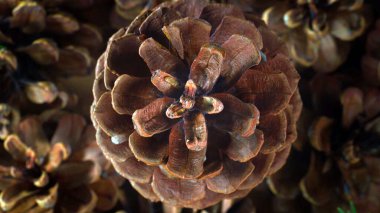  Sekoya ormanında seçici bir odun görüntüsü.