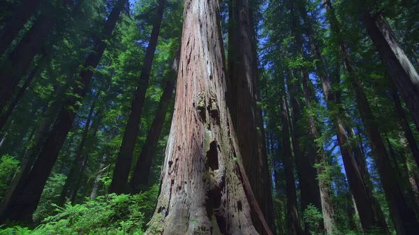 Sequoias Gigantes Muir Woods National Monument Perto São Francisco Califórnia — Fotografia de Stock