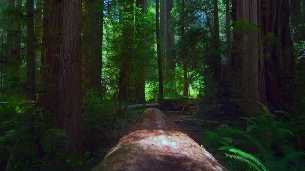 Rotorua Redwoods Forest Hlavní Turistickou Atrakcí Pro Pěší Jízdu Koni — Stock fotografie