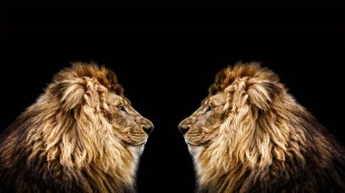 Güzel bir aslanın portresi, Karanlıkta iki aslan