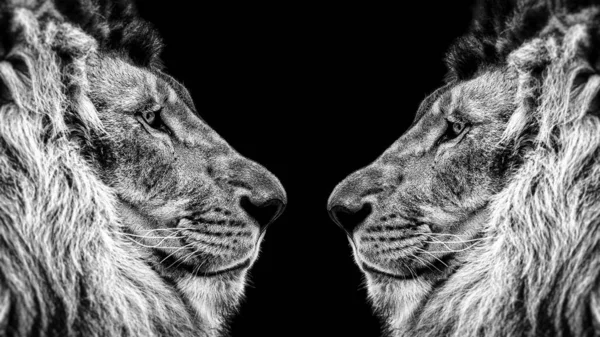 Porträtt Ett Vackert Lejon Lejon Mörker — Stockfoto