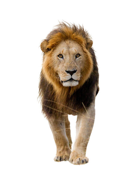A large male Lion is walking, white background