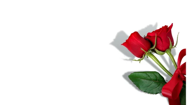 Valentine Roses White Background — Stock Photo, Image