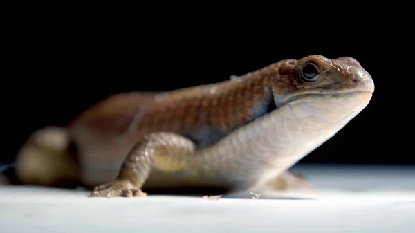 Adorable Blue Tongue Lizard on Black Background