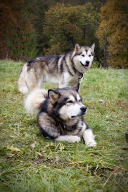 Husky köpek