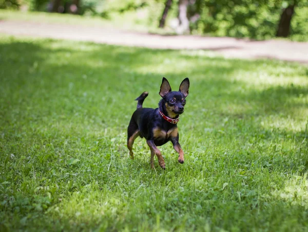 Chihuahua on the grass — Stock Photo, Image