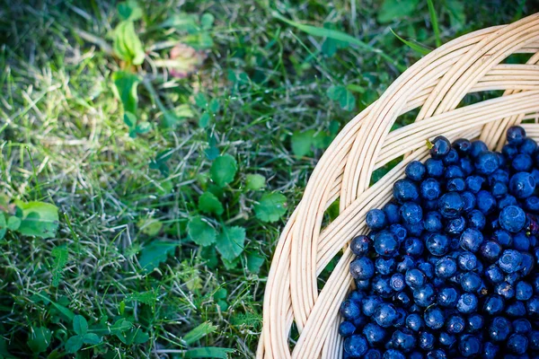 Frische Blaubeeren — Stockfoto