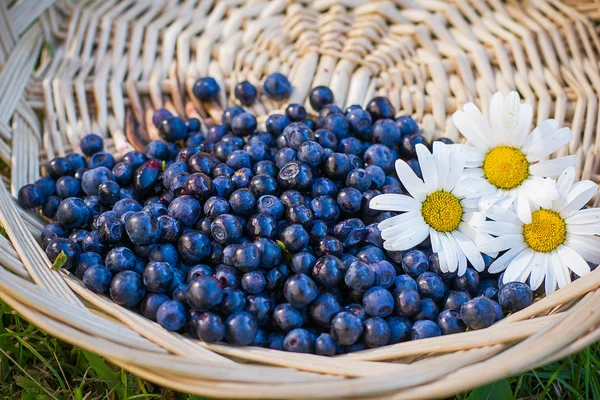 Frische Blaubeeren und Gänseblümchen — Stockfoto