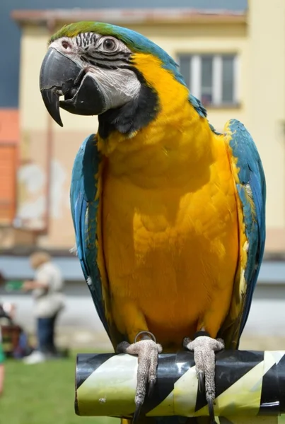 Papagaio Ara — Fotografia de Stock