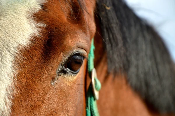 Ver caballos —  Fotos de Stock