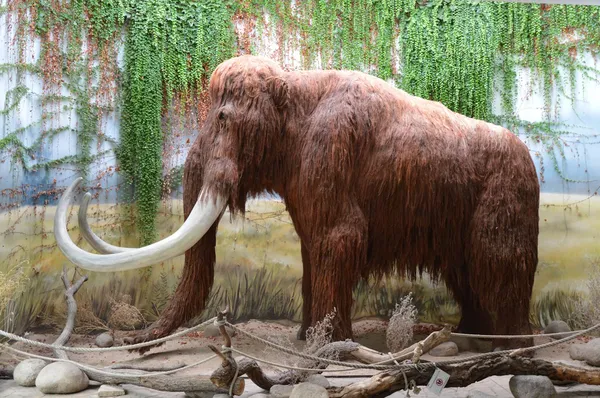 Mamut.