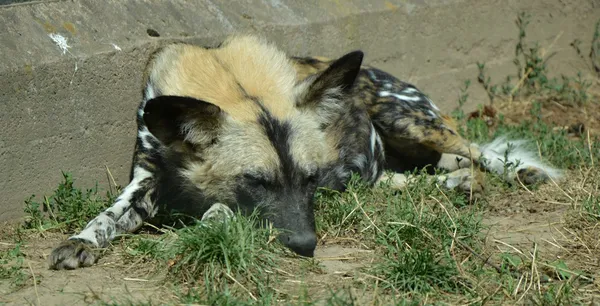 Hyaena. —  Fotos de Stock