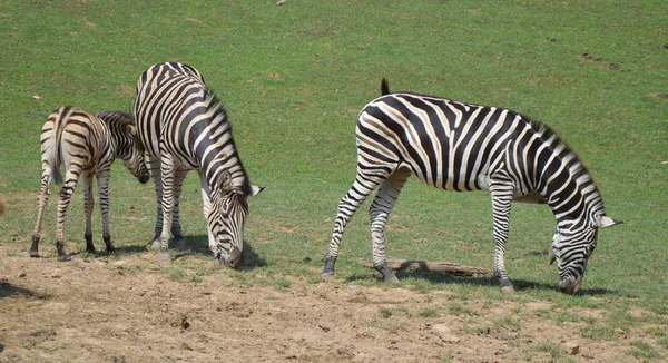 Zebra — Stok fotoğraf