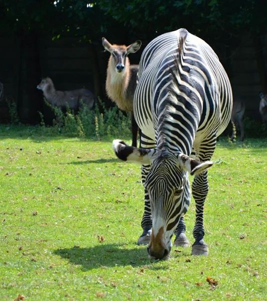 Zebra. — Fotografia de Stock