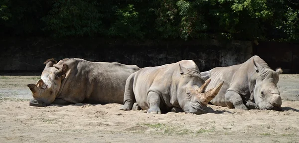 Spící nosorožci — Stock fotografie
