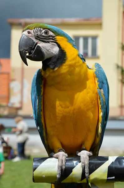 Papagaio Ara — Fotografia de Stock