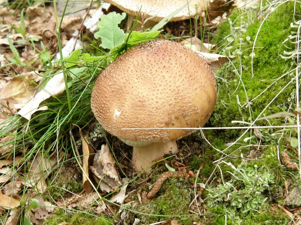 Paddenstoelen — Stockfoto