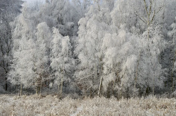 Winter landscape — Stock Photo, Image