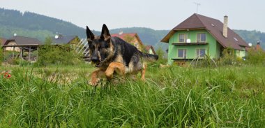 köpek sıçramak