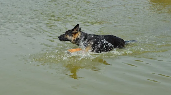 Yüzme köpek — Stok fotoğraf