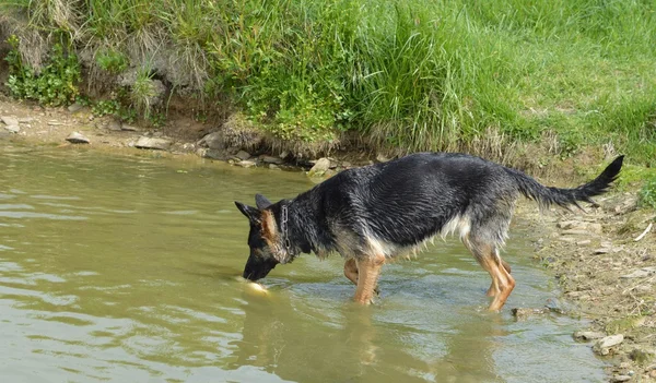 Cão nadador — Fotografia de Stock