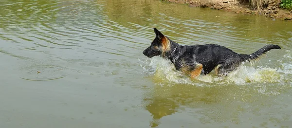 Cão nadador — Fotografia de Stock