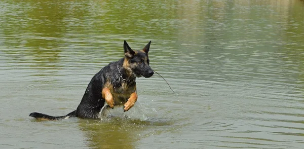 Cane da nuoto — Foto Stock