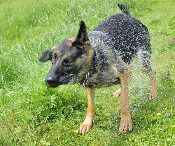 Cão manchado — Fotografia de Stock