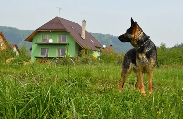 Cão posando — Fotografia de Stock