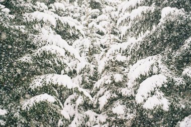 Doğanın arka planında, her yer karla kaplı, kışın Noel zamanı